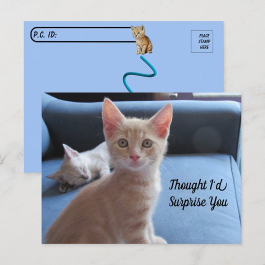 Postcrossing - Taz and Winter Surprise Cat ポストカード (正面/裏面)