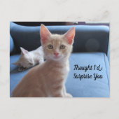 Postcrossing - Taz and Winter Surprise Cat ポストカード (正面)