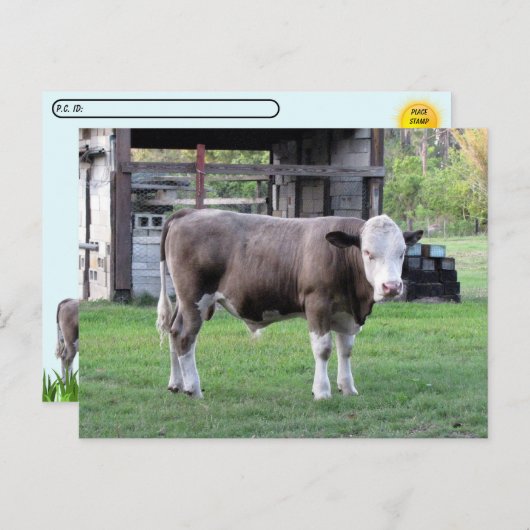 Postcrossing - This Bull Means Business Postcard ポストカード (正面/裏面)