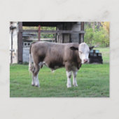 Postcrossing - This Bull Means Business Postcard ポストカード (正面)