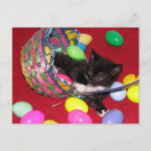 Postcrossing - Versace's Easter Wishes Cat /子猫 シーズンポストカード (正面)