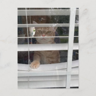 Postcrossing - Where's Mom Cat Postcard シーズンポストカード