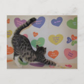 Postcrossing - Wyatt The Cat's Conversationハート ポストカード (正面)