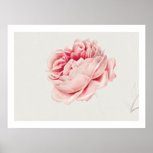 POSTER :バラ: GEORGIUS J. JOHANNES VAN OS ポスター (正面)