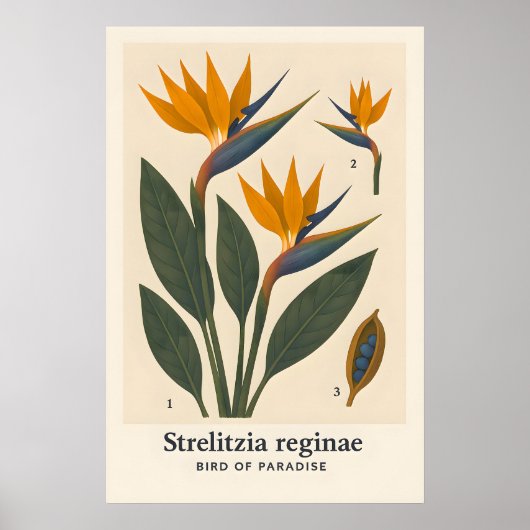 Poster ポスター (正面)