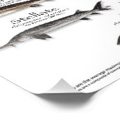 POSTER - 18X24 - STURGEON OF THE WORLD -FIRST EVER フォトプリント            (角)