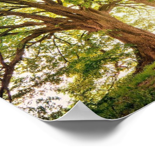 poster Arvore da Vida ポスター (角)