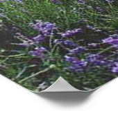 Poster banc dans la lavande ポスター (角)