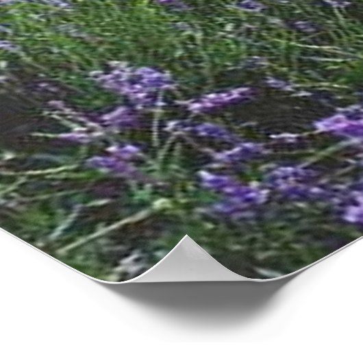 Poster banc dans la lavande ポスター (角)