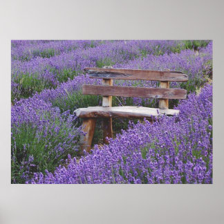 Poster banc dans la lavande ポスター