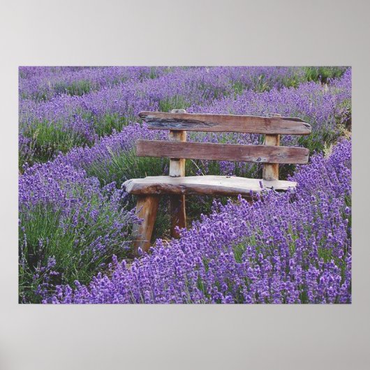 Poster banc dans la lavande ポスター (正面)