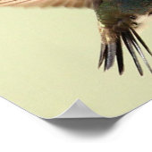 POSTER - BEIJA-FLOR 4 ポスター (角)