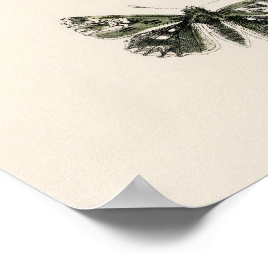 Pôster Borboletas e Mariposas by William F Kirby ポスター (角)