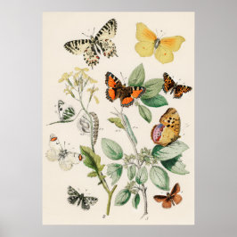 Pôster Borboletas e Mariposas by William F Kirby ポスター