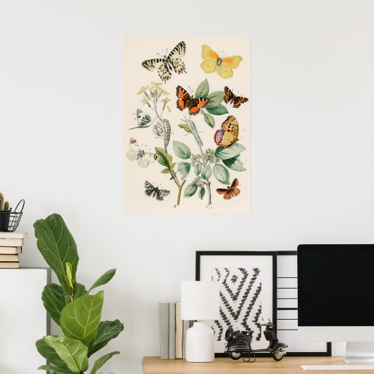 Pôster Borboletas e Mariposas by William F Kirby ポスター (ホームオフィス)
