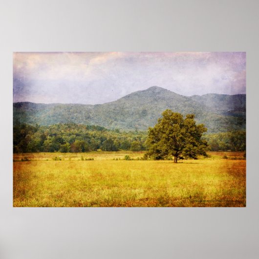 Poster - Cades Cove Tree - Great Smoky Mt. Nat'l P ポスター (正面)