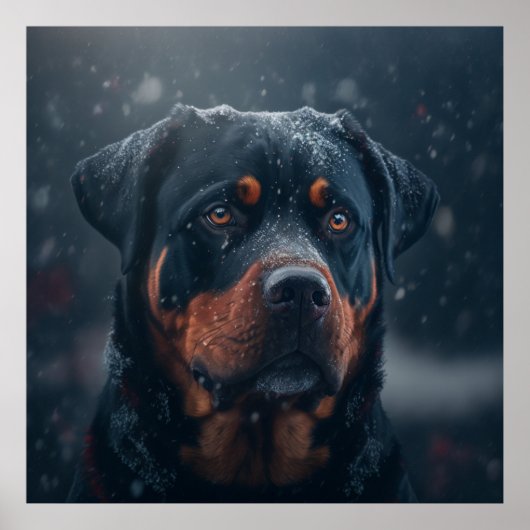 Poster chien rottweiler ポスター (正面)