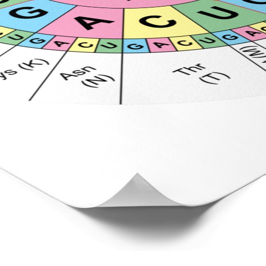 Poster Codons Amino Acids Table Genetic Code DNA ポスター (角)