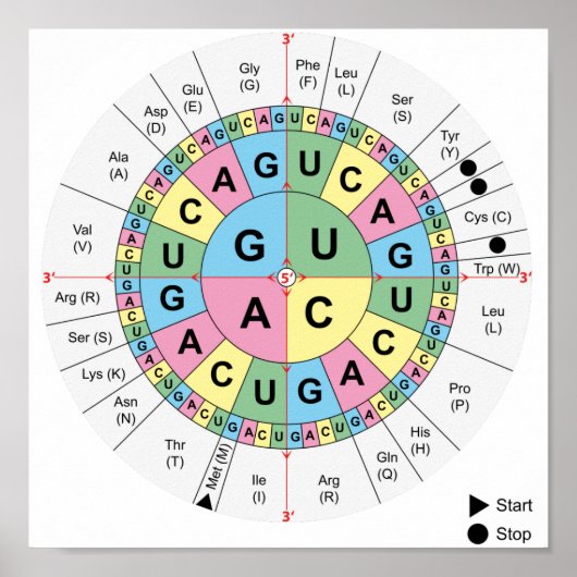 Poster Codons Amino Acids Table Genetic Code DNA ポスター (正面)