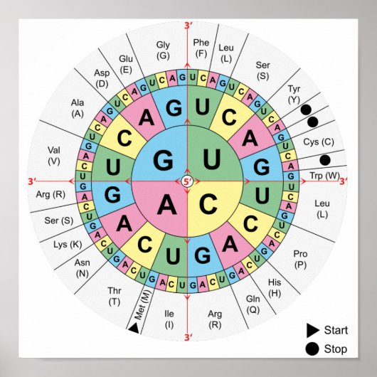 Poster Codons Amino Acids Table Genetic Code DNA ポスター (正面)