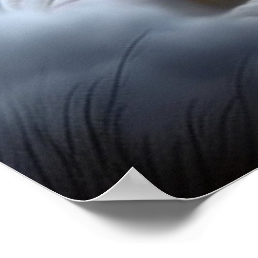 Poster Croc Blanc ポスター (角)