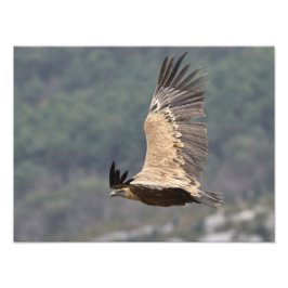 Poster du autour fauve フォトプリント           