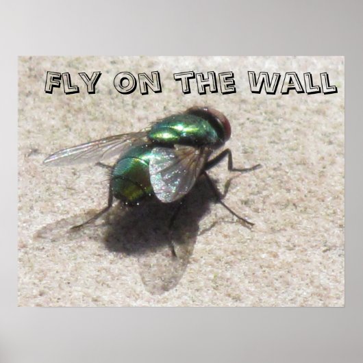 Poster - Fly on the Wall ポスター (正面)