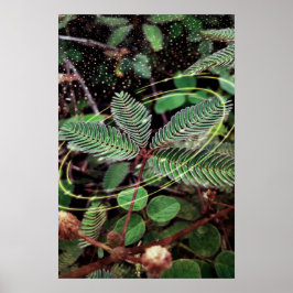 Poster Folhas ポスター