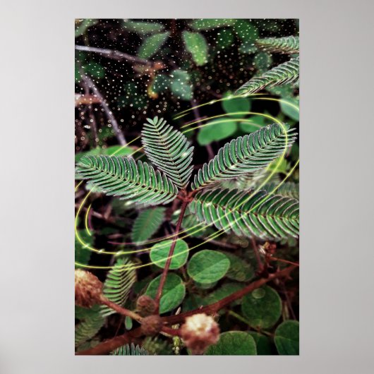 Poster Folhas ポスター (正面)