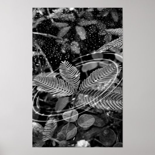 Poster Folhas - P&B ポスター (正面)