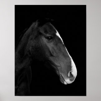 Póster, fotografía caballo blanco y negro. ポスター