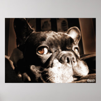 Poster Französischer Bulldogge by Bullylicious ポスター