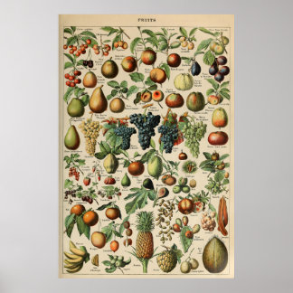 Poster Fruta Adolphe Millot Le Larousse Pour Tous ポスター