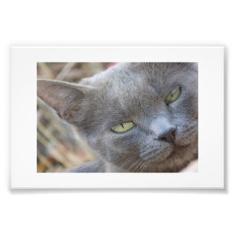 Póster gato azul ruso フォトプリント           