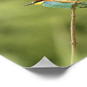 Poster guêpier d'europe ポスター (角)