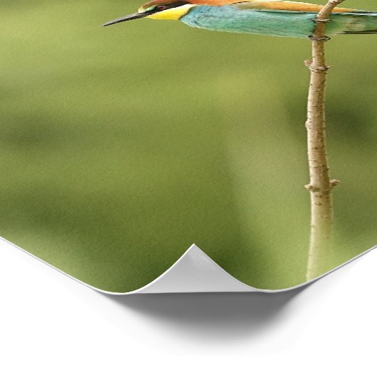 Poster guêpier d'europe ポスター (角)