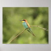 Poster guêpier d'europe ポスター (正面)