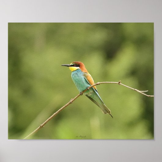 Poster guêpier d'europe ポスター (正面)