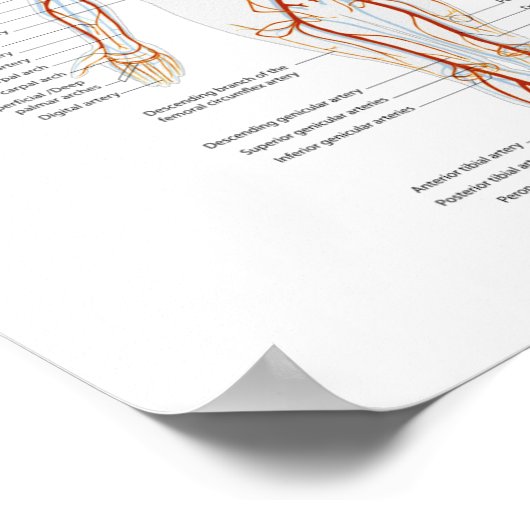 Poster Human Circulatory System of Arteries ポスター (角)