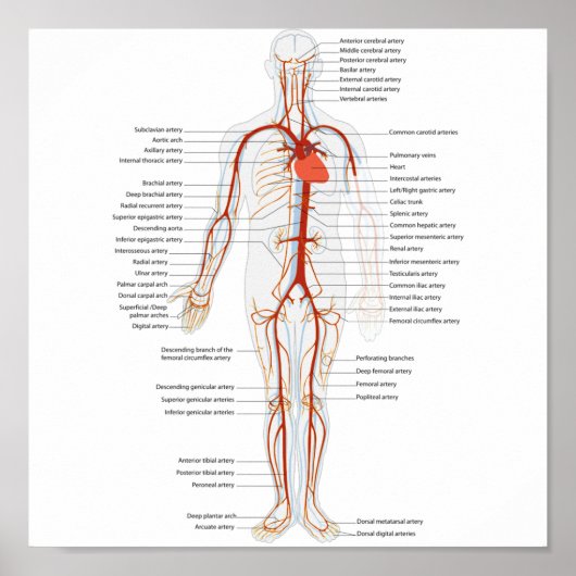Poster Human Circulatory System of Arteries ポスター (正面)
