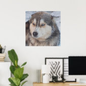 Poster Husky ポスター (ホームオフィス)