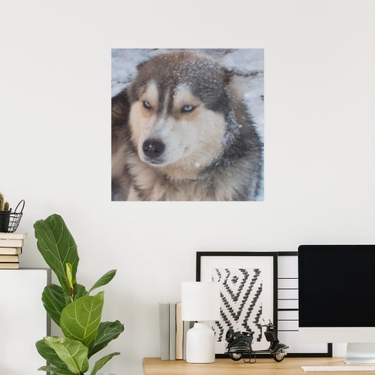 Poster Husky ポスター (ホームオフィス)