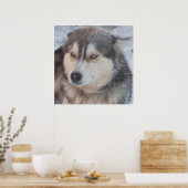 Poster Husky ポスター (キッチン)