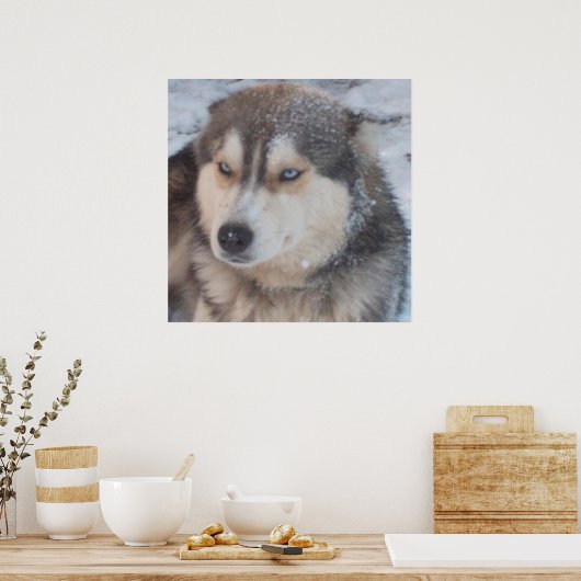 Poster Husky ポスター (キッチン)