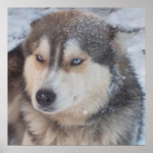 Poster Husky ポスター (正面)