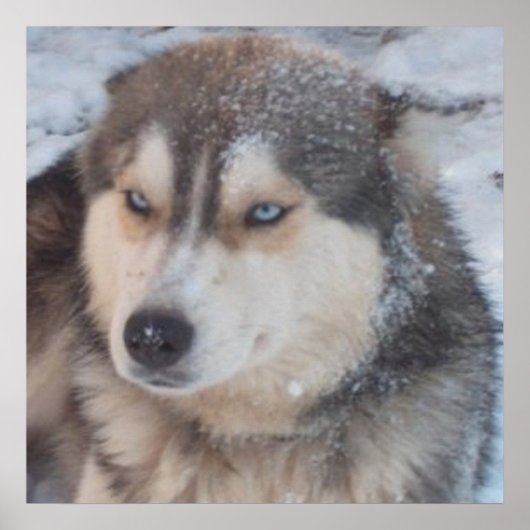 Poster Husky ポスター (正面)