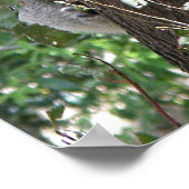 Poster Koalaと2人のベビー写真オーストラリア ポスター (角)