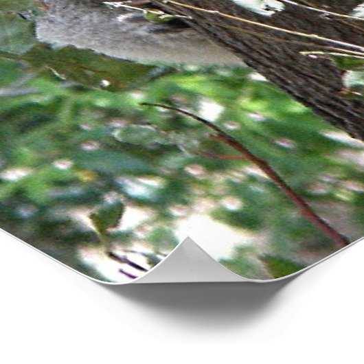 Poster Koalaと2人のベビー写真オーストラリア ポスター (角)