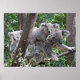 Poster Koalaと2人のベビー写真オーストラリア ポスター