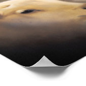 Poster Lion and the Lamb ポスター (角)